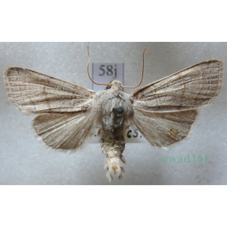 Agrochola humilis (Denis & Schiffermüller, 1775) Czech58j